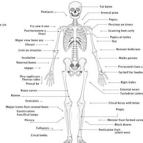 Kemik anatomisi, kişisel eğitmenler ve masaj terapistleri için.